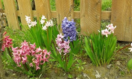 Hyacinthus orientalis 27.03.2016