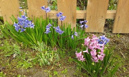 Hyacinthus orientalis 27.03.2016