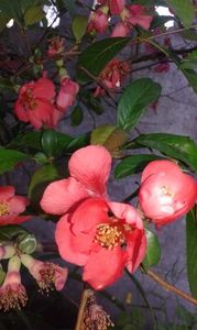 Chaenomeles japonica 18.04.2016