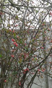 Chaenomeles japonica 27.03.2016