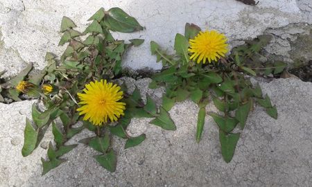 Taraxacum officinale 27.03.2016