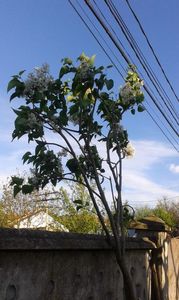 Syringa vulgaris 18.04.2016