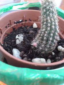 Chamaecereus x Lobivia hybrid 14.04.2017