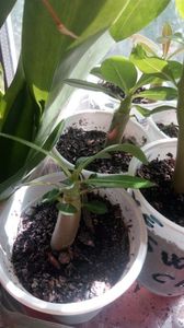 adenium; Aprilie 2017
