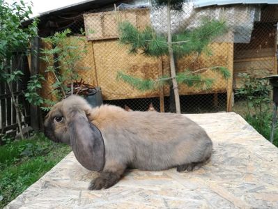 Vanduta in Arges