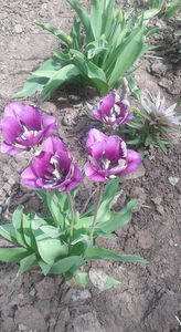 astazi 29.04.2017; Lalele
