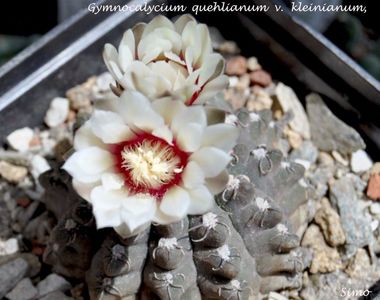 Gymnocalycium quehlianum v. kleinianum,Sierra de Oro,Cord