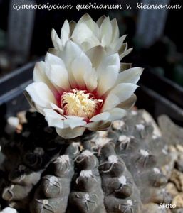 Gymnocalycium quehlianum v. kleinianum,Sierra de Oro,Cord