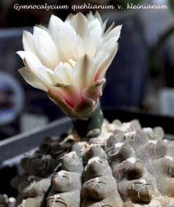 Gymnocalycium quehlianum v. kleinianum,Sierra de Oro,Cord