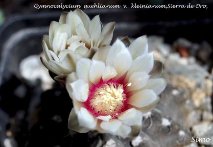 Gymnocalycium quehlianum v  kleinianum Sierra de Oro Cord