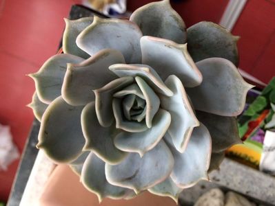 Echeveria lilacina