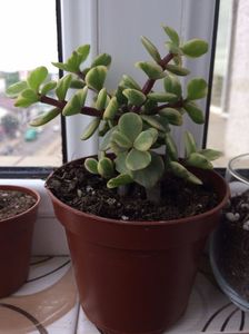 Portulacaria afra variegata