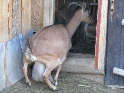 Bambi a fatat 3 iezi