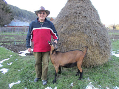 Bambi gestanta