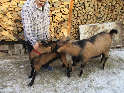 Bambi il pupa pe Spiridon