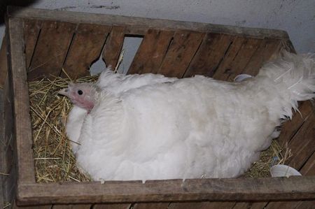 Pusă pe treabă!