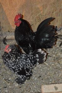 mii de flori negru bobat cu alb