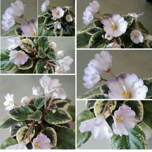 IMG-20170501-WA0336