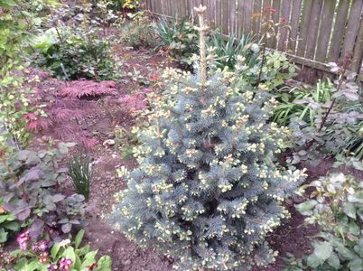 abies lasiocarpa compacta