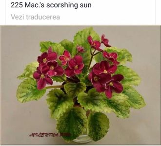 IMG-20170501-WA0313