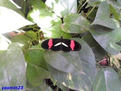 SAM_5349   21.04.2017