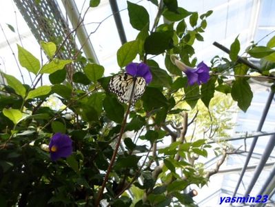 SAM_5354  21.04.2017