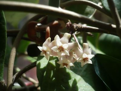 sp Borneo IPPS4098 aff acuta