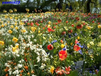 SAM_5341  21.04.2017
