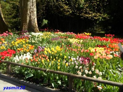 SAM_5447  21.04.2017