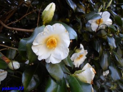 SAM_5459   21.04.2017; Camelia
