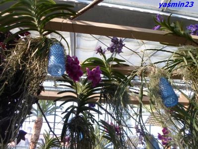 SAM_5464  21.04.2017