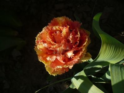 P1310725
