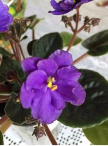 IMG-20170501-WA0262