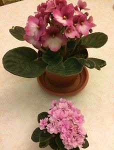 IMG-20170501-WA0218