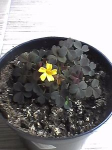 oxalis spiralis vulcanicola zinfandel