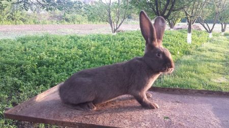 purtătoare de albastru şi lila