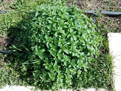 Oregano