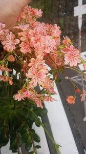 lewisia 4