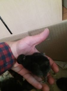 Pui motat; Multumesc Domnului Valentin2014
