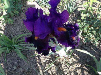 Local color
