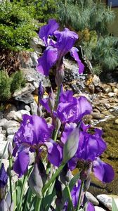 Irisi violet