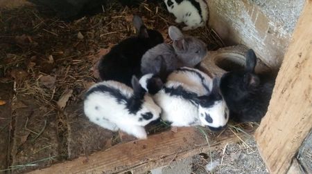 3 saptamani