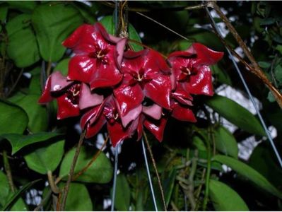 Hoya Megalaster