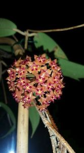 Hoya Valmoriana