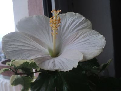 Hibiscu San Remo (Gasit)