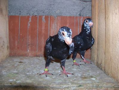 frati