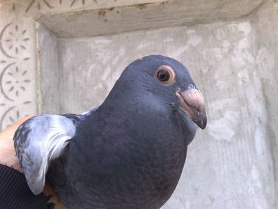 PUI 2017