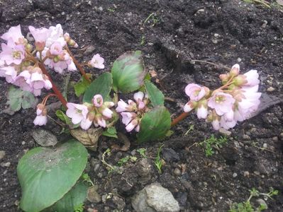 Bergenia 1