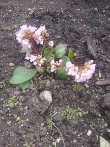 Bergenia 2