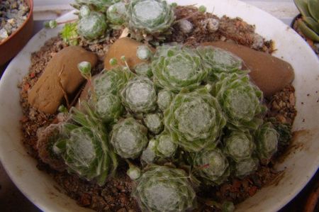 Sempervivum arachnoides